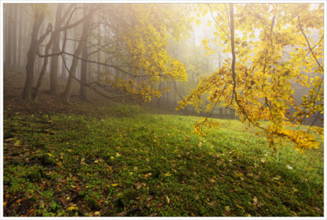 Mlhavý les - fotografický workshop Podzimní Českosaské Švýcarsko