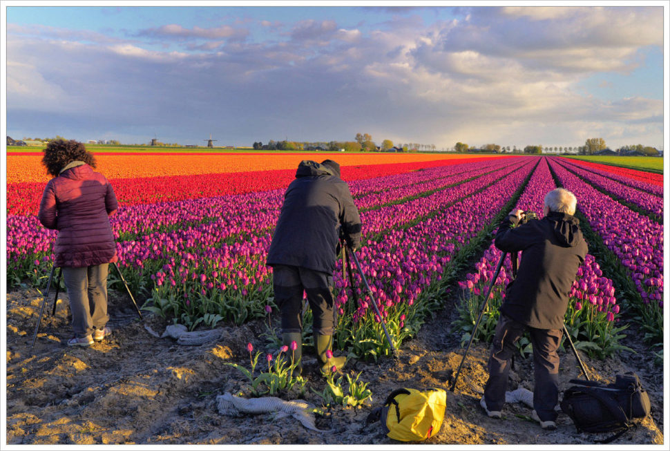 Různobarevná tulipánová pole se fotí snadno - fotografický workshop Rozkvetlé jarní Holandsko