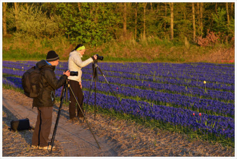 Na květoucí pole narážíme během fotoworkshopu na každém kroku - fotografický workshop Rozkvetlé jarní Holandsko