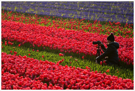 Fotografujeme tulipánová pole v okolí Alkmaaru - fotografický workshop Rozkvetlé jarní Holandsko
