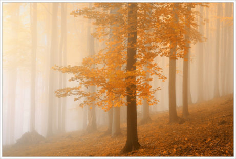 Mlhavý bukový les na Studenci - fotografický workshop Podzimní Českosaské Švýcarsko