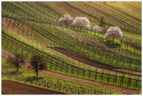 Vinohrady a zace vinohrady - fotografický workshop Romanticky zvlněná Jižní Morava