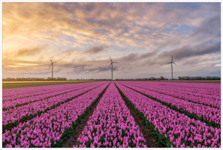 Tulipánová pole a zdroje energie - fotografický workshop Rozkvetlé jarní Holandsko