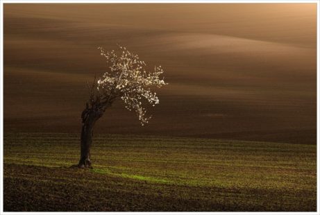 Stará rozkvetlá třešeň na polích Moravského Toskánska - fotografický workshop Romanticky zvlněná Jižní Morava