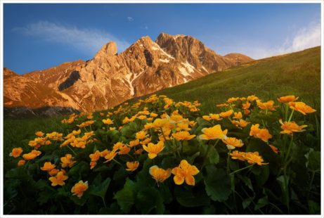 Rozkvetlý trs blatouchů v průsmyku Passo Giau - fotografický workshop Rozkvetlé letní Dolomity