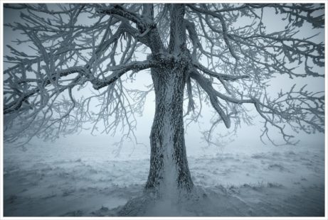 Omrzlý strom na horských pláních Krušných hor - fotografický workshop Labské pískovce a Krušné hory