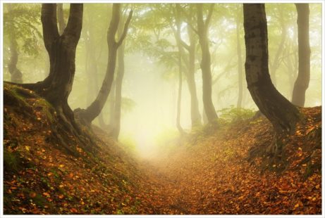 Fotografie mlhavého bukové lesa v Krušných horách s použitým polarizačním filtrem
