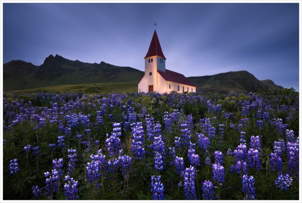 Island-pohled na Islandský kostelík s fialovými květy v popředí