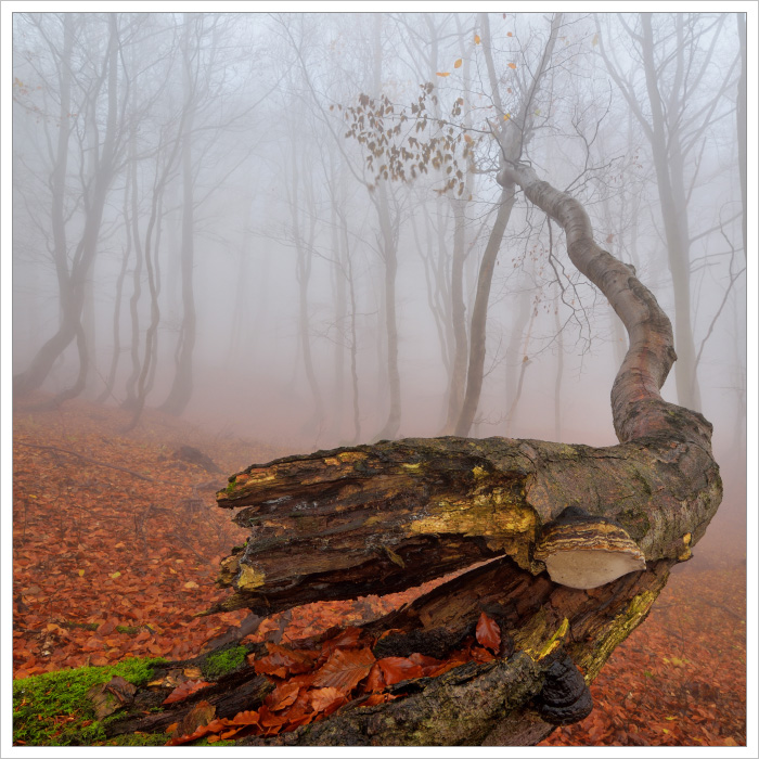 Rozlomený a pokroucený buk v podzimním bukovém lesu v Krušných horách.