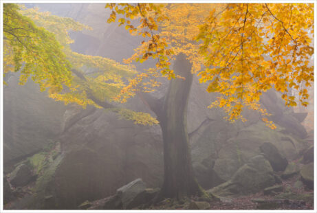 Starý buk před mohutnou skálou v podzimním mlhavém lese na úpatí Krušných hor.