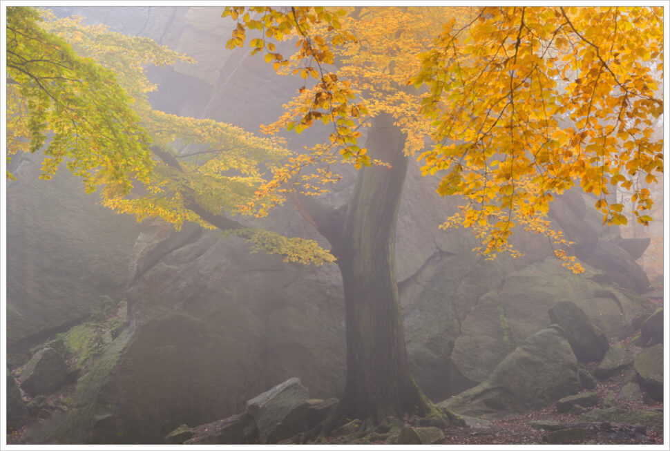 Starý buk před mohutnou skálou v podzimním mlhavém lese na úpatí Krušných hor.