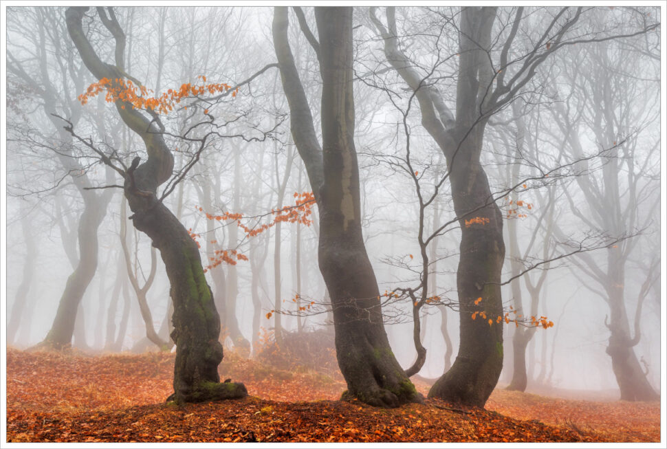 Pokroucené buky v podzimním mlhavém lesu v Krušných horách.