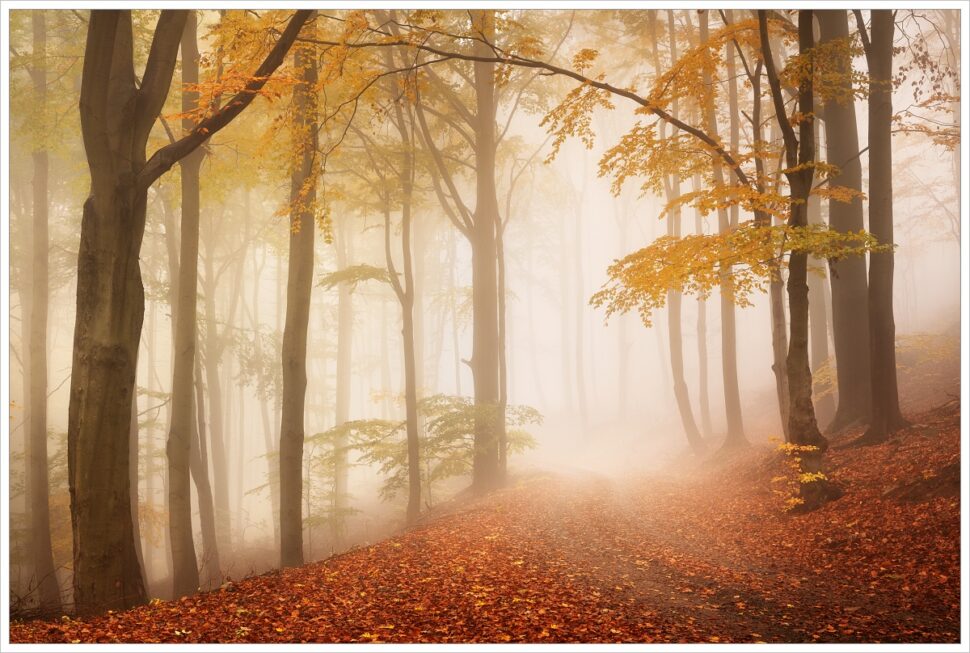 Podzimní lesní cesta v mlhavém bukovém lesu na úpatí Krušných hor.