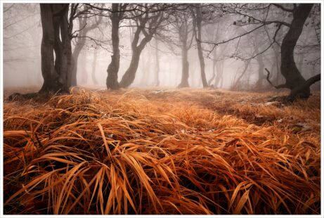Pozdní podzim v mlhavém bukovém lesu v Krušných horách nedaleko Moldavy na severu Čech. Pohledu dominují pokroucené kmeny a podzimně zabarvená tráva v popředí.