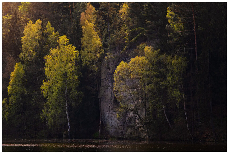 Ranním světlem nasvícené břízky u pískovcových skal na břehu Věžického rybníka v malebné krajině Českého ráje. Fotokurz Jarní Český ráj