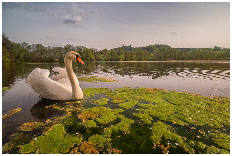 Labuť na břeju malebného rybníka se zříceninou hradu Trosky v pozadí. Fotografický workshop Jarní Český ráj.