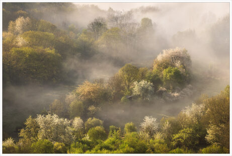 Jarní rozkvetlé remízky v nízké ranní mlze v krajině Českého středohoří - fotografický workshop či fotokurz Podmanivé České středohoří