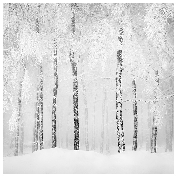 Černobílý minimalistický snímek ze zimních Krušný hor. Zasněžený mlhavý les ztrácející se v mlze - Fotografický workshop Labské pískovce a Krušné hory