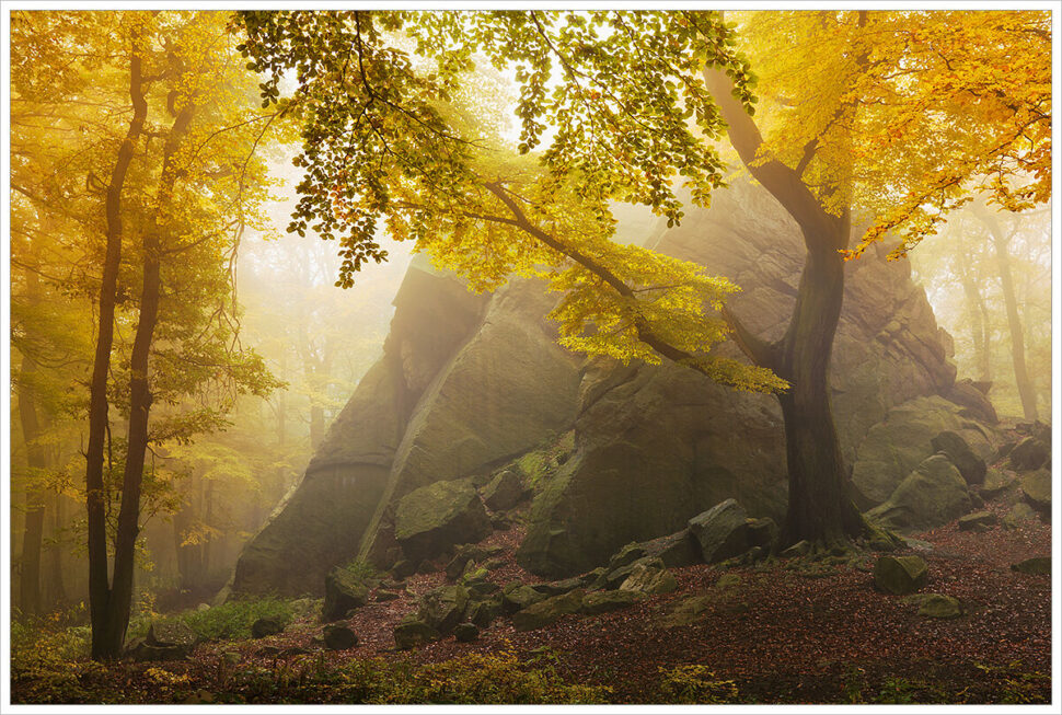 Mlhavý podzimní bukový les s mohutnou skálou na úpatí Krušných hor - Fotografický workshop Okouzlující podzimní Krušné hory