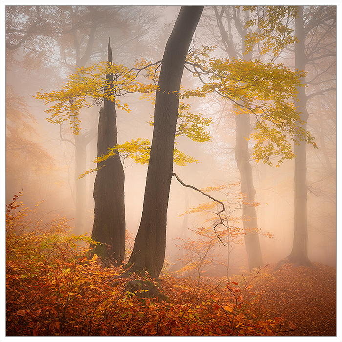 Podzimní bukový les v Krušných horách nedaleko Moldavy zahalený do podzimní mlhy - Fotografický workshop Okouzlující podzimní Krušné hory