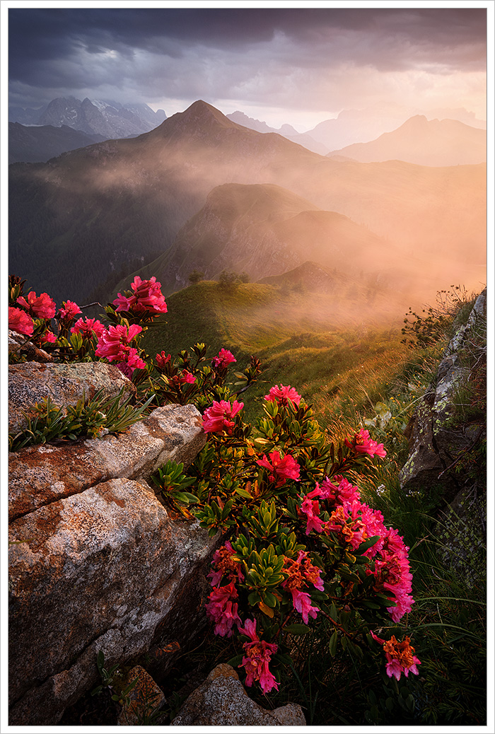 Dramatický bouřkový večer v&nbsp;Passo Giau. Večerním sluncem nasvícené alpské vrcholy a&nbsp;v popředí rozkvetlé azalky - Fotografický workshop Rozkvetlé letní Dolomity