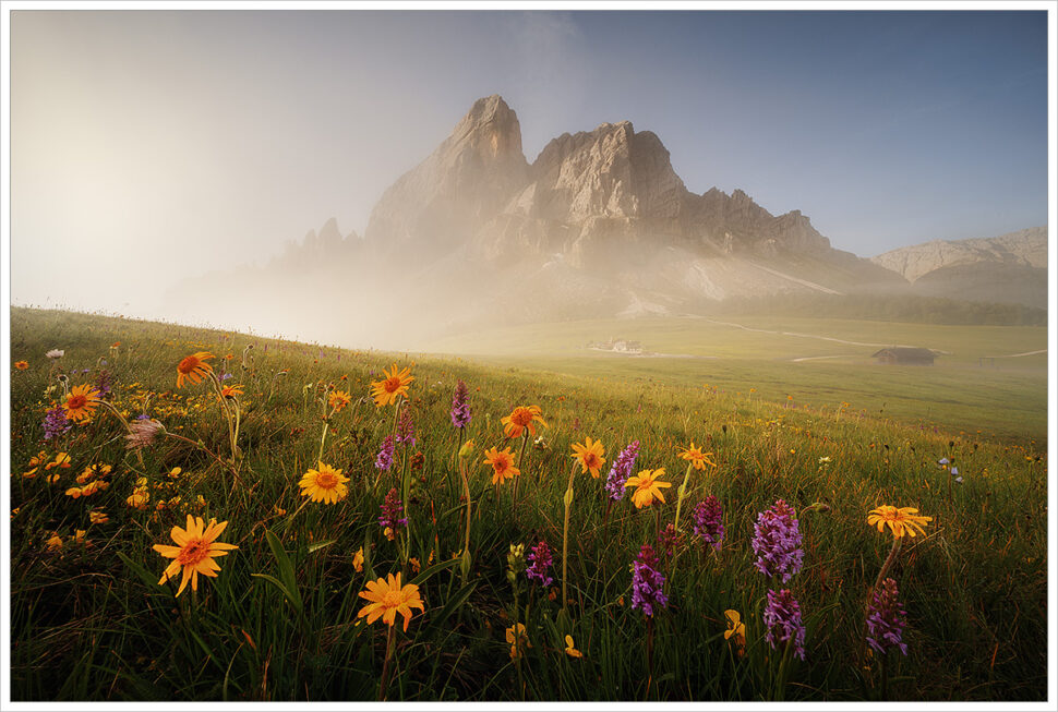 Rozkvetlá letní louka s&nbsp;horským štítem v&nbsp;pozadí během letního mlhavého rána v&nbsp;Dolomitech - Fotografický workshop Rozkvetlé letní Dolomity