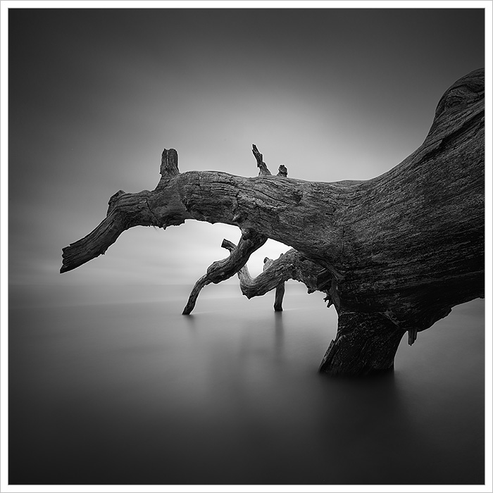 Starý kmen na divokém pobřeží baltského moře na ostrově Usedom - černobílá minimalistická fotka s dlouhou expozicí - Fotografický workshop Tajemné baltské pobřeží Usedom